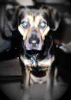 the sad dog